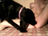 Beautiful busty teen getting banged by animal dildo